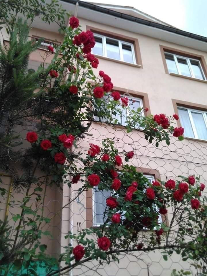 Çemsanda Satîlïk Trîblex