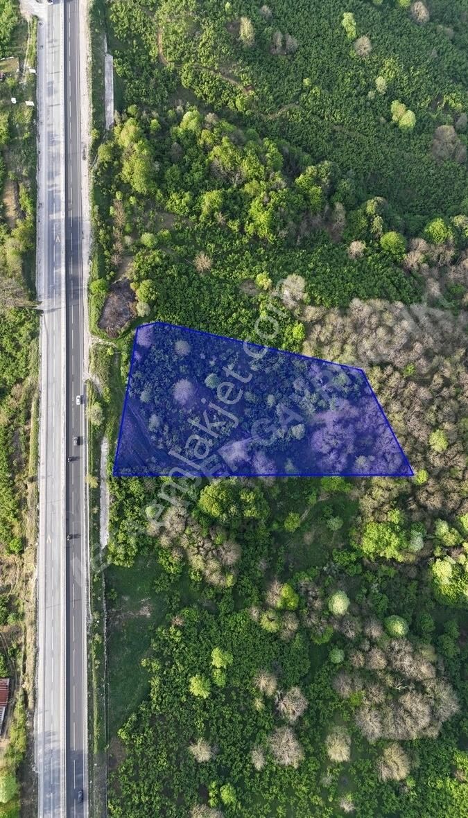 Düzce Akçakoca Yoluna Sıfır Konumda Satılık Fındık Tarlası