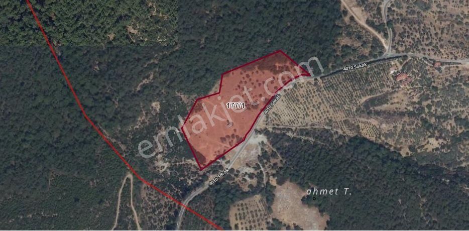 Turpa Lotus'tan Kemalpaşa Vişneli'de 21.900 M2 Tek Tapu Satılık Zeytinlik-tarla