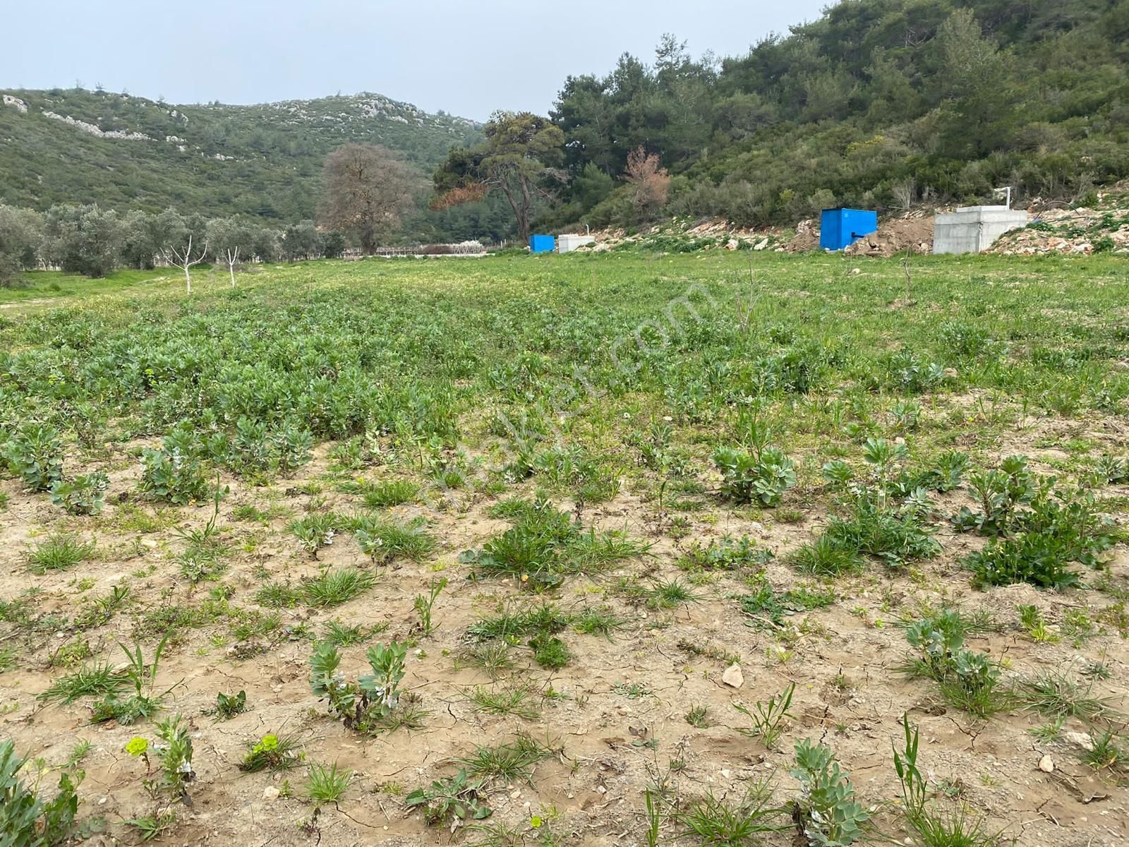 Kirazlı'da Dereboğaz Mevkiinde 2716 M² Tarla