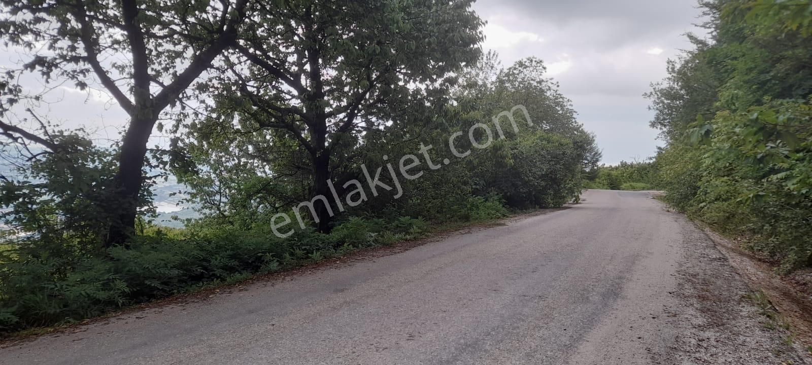Dim - Kestel Sayfiye Köyünde Tek Tapulu Satılık Bahçe - Görsel 5