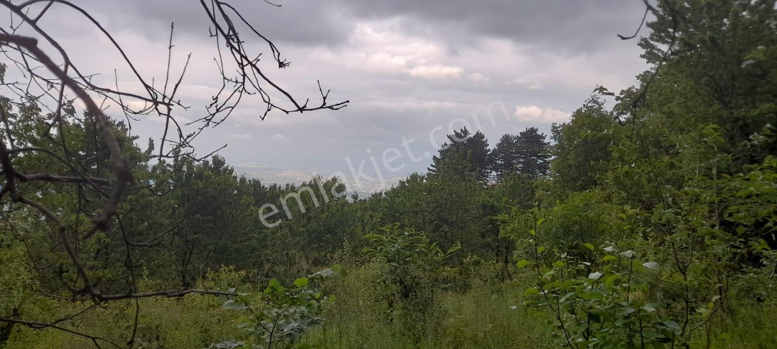 Dim - Kestel Sayfiye Köyünde Tek Tapulu Satılık Bahçe - Görsel 4