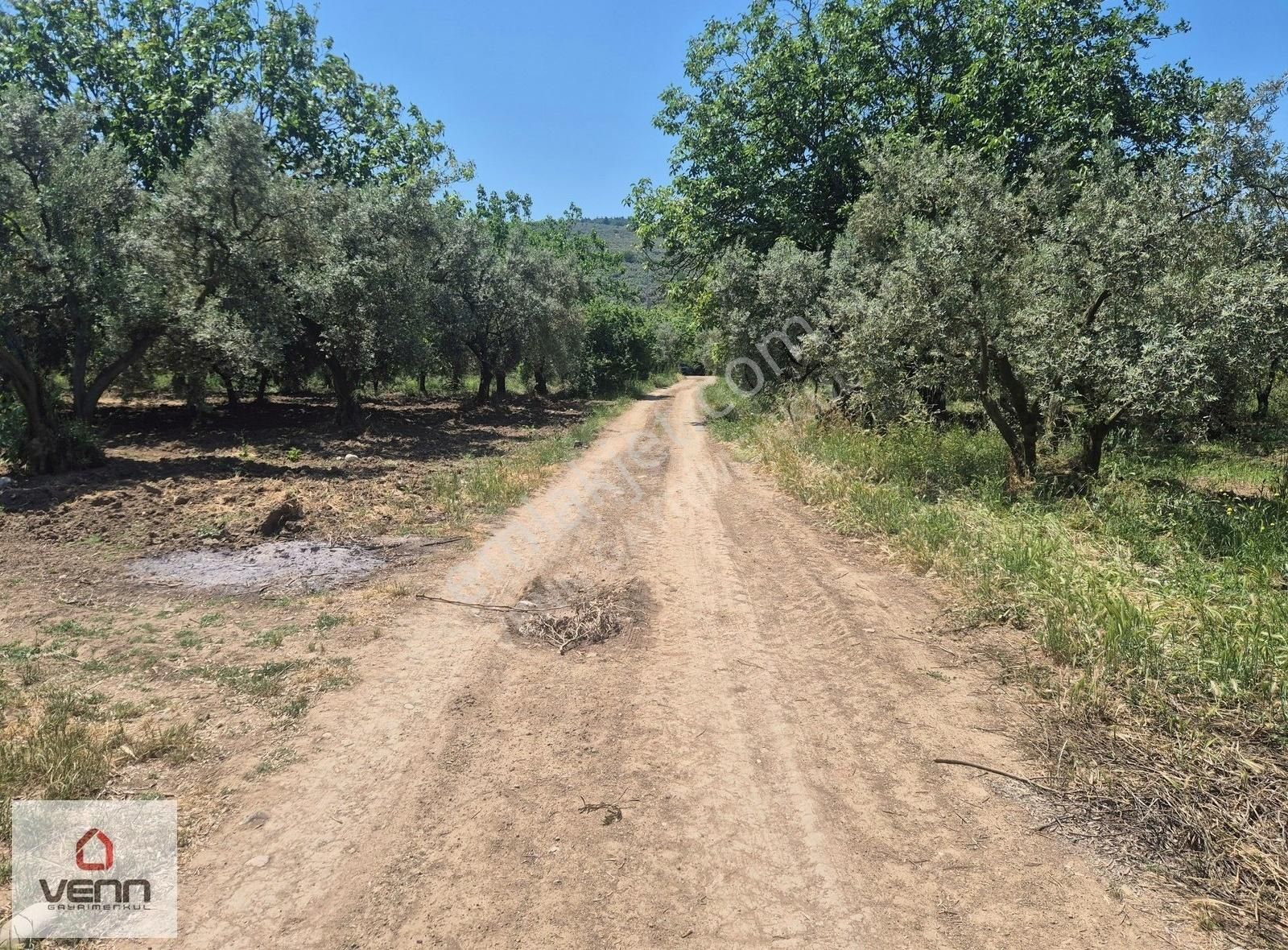 Gemlik Umurbey Satılık 1.436 M2 Zeytinlik - Görsel 4