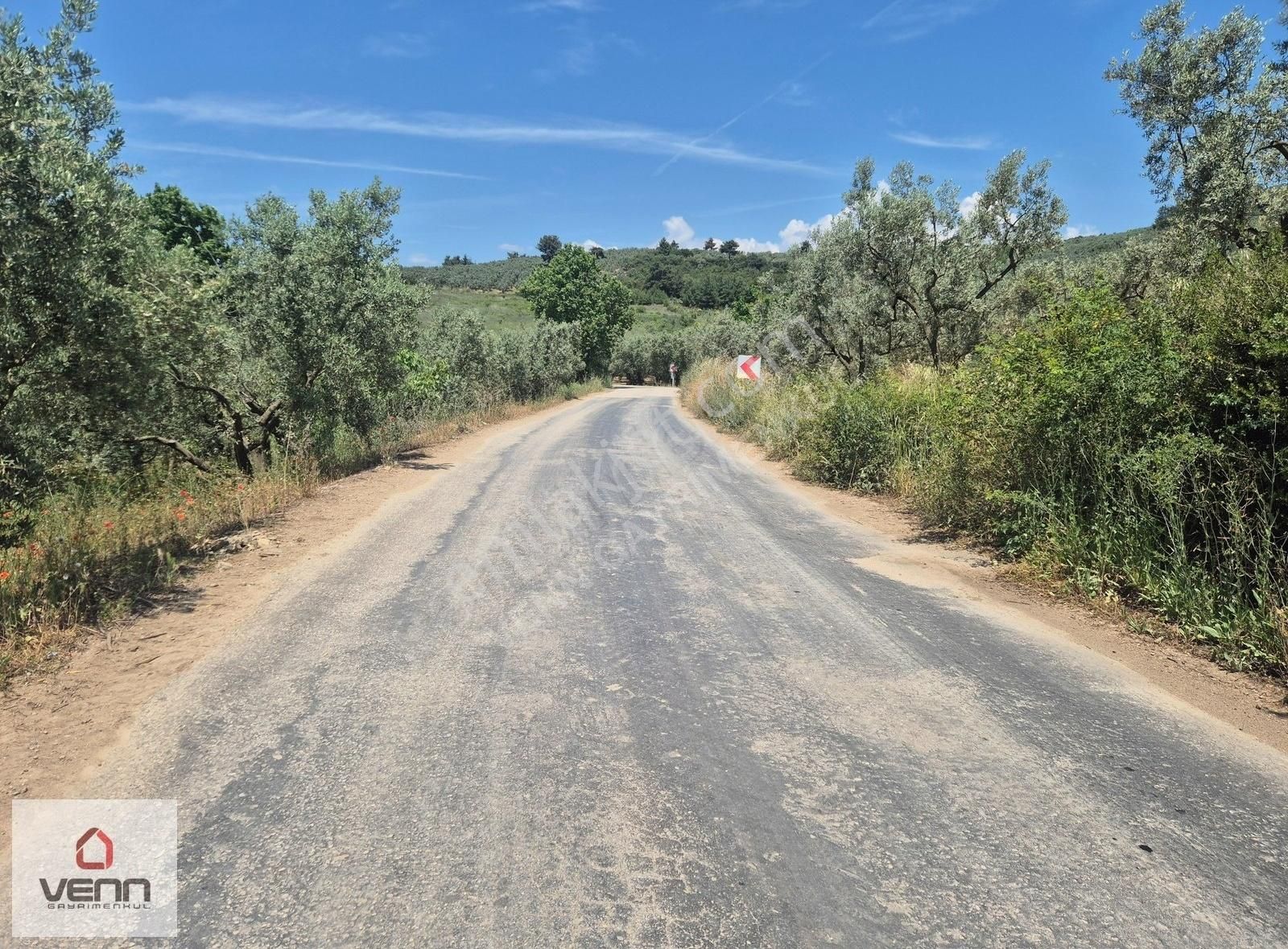 Gemlik Umurbey Satılık 1.436 M2 Zeytinlik - Görsel 11