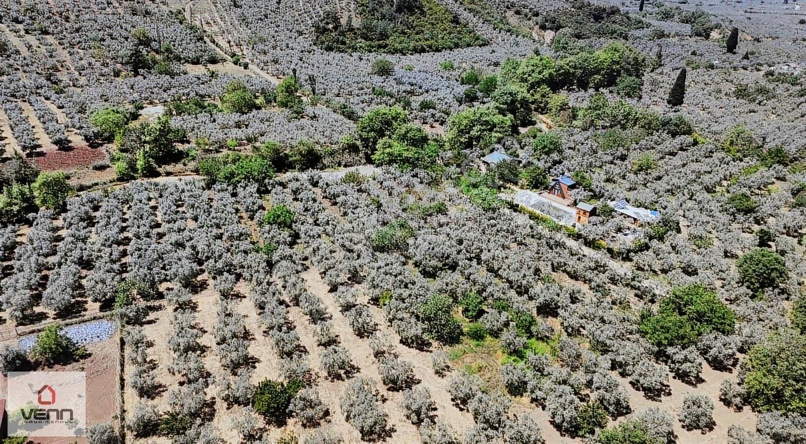 Gemlik Umurbey Satılık 1.436 M2 Zeytinlik - Görsel 6