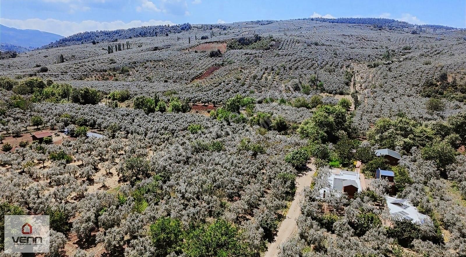 Gemlik Umurbey Satılık 1.436 M2 Zeytinlik - Görsel 3