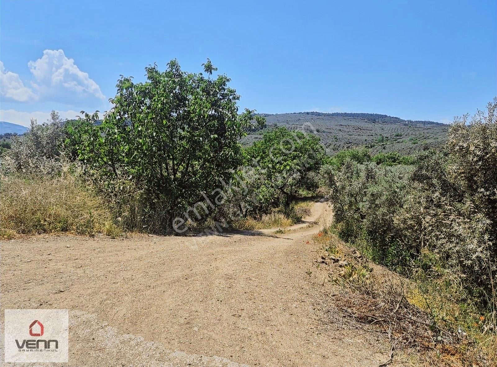 Gemlik Umurbey Satılık 1.436 M2 Zeytinlik - Görsel 5