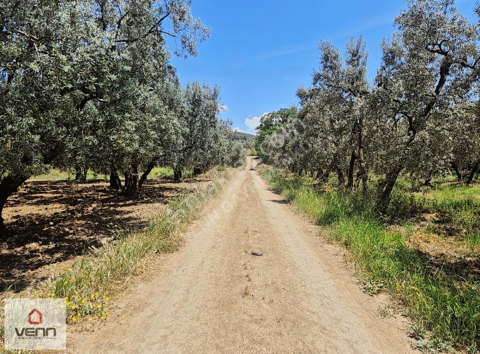 Gemlik Umurbey Satılık 1.436 M2 Zeytinlik - Görsel 8