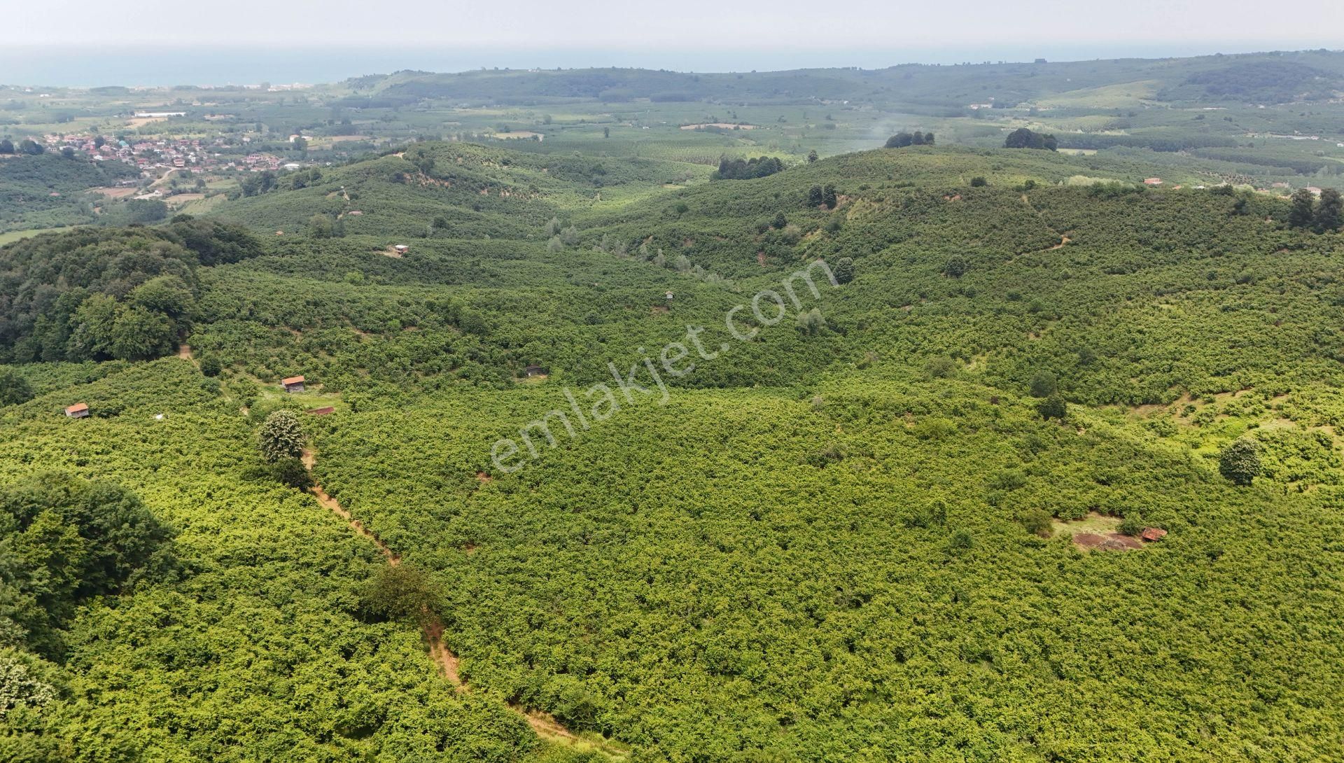 Kocaali Kozluk Mh İçerisinde 29.130 M2 Muhteşem Verimli Bahçe