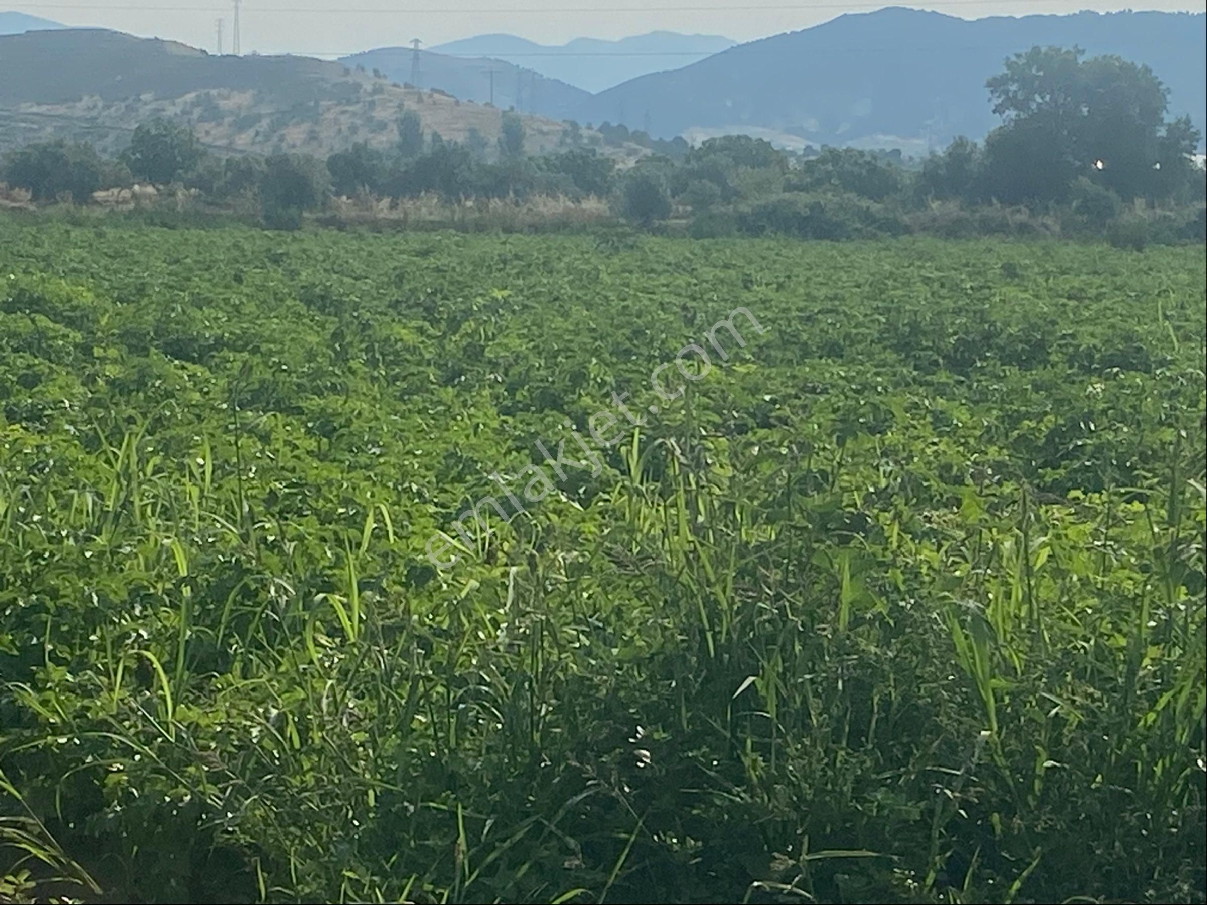 Ödemiş Kaymakçı Mh Satılık Verimlitarla