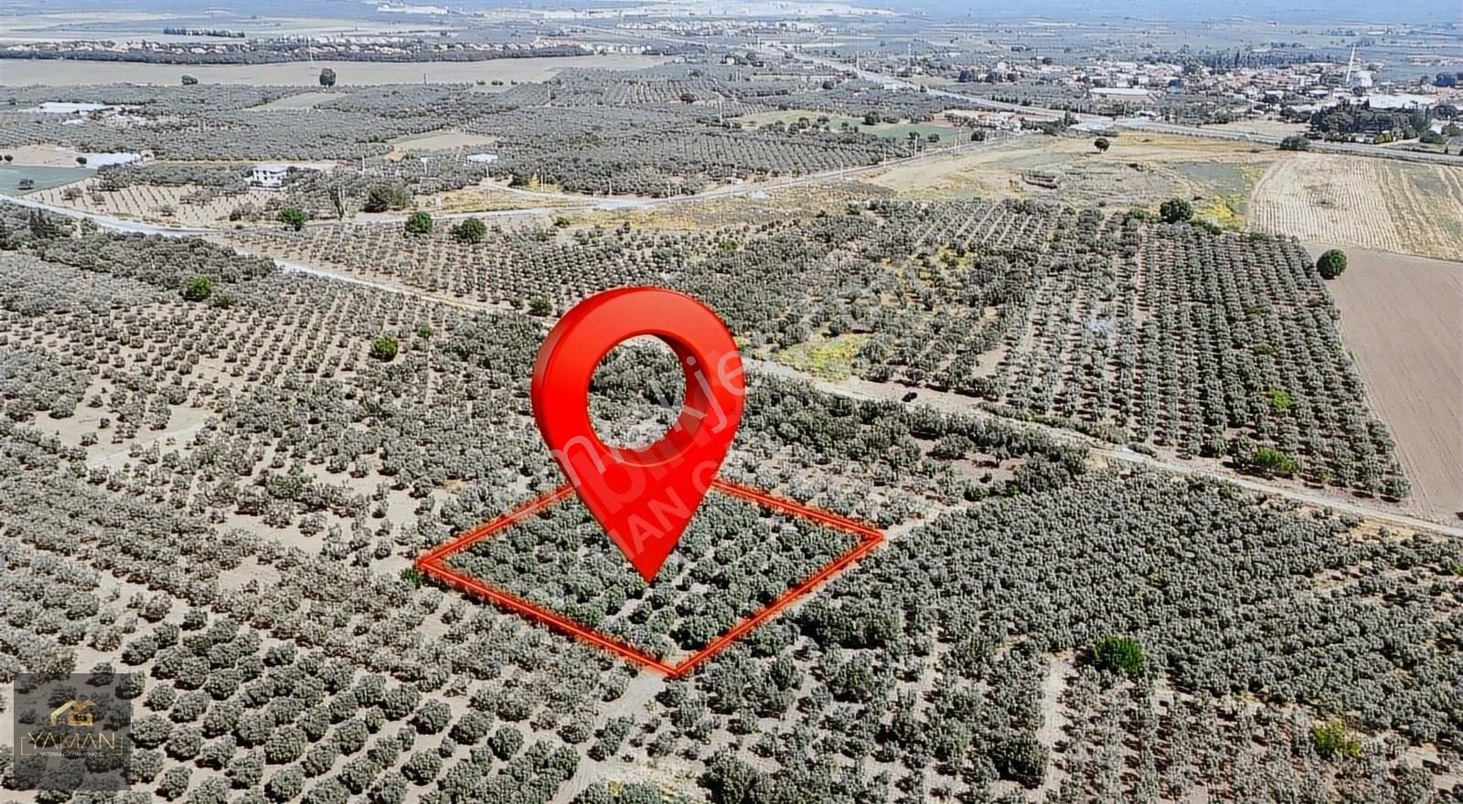Akhisar Medar Mahallesi'nde 3100 M² Satılık Zeytinlik