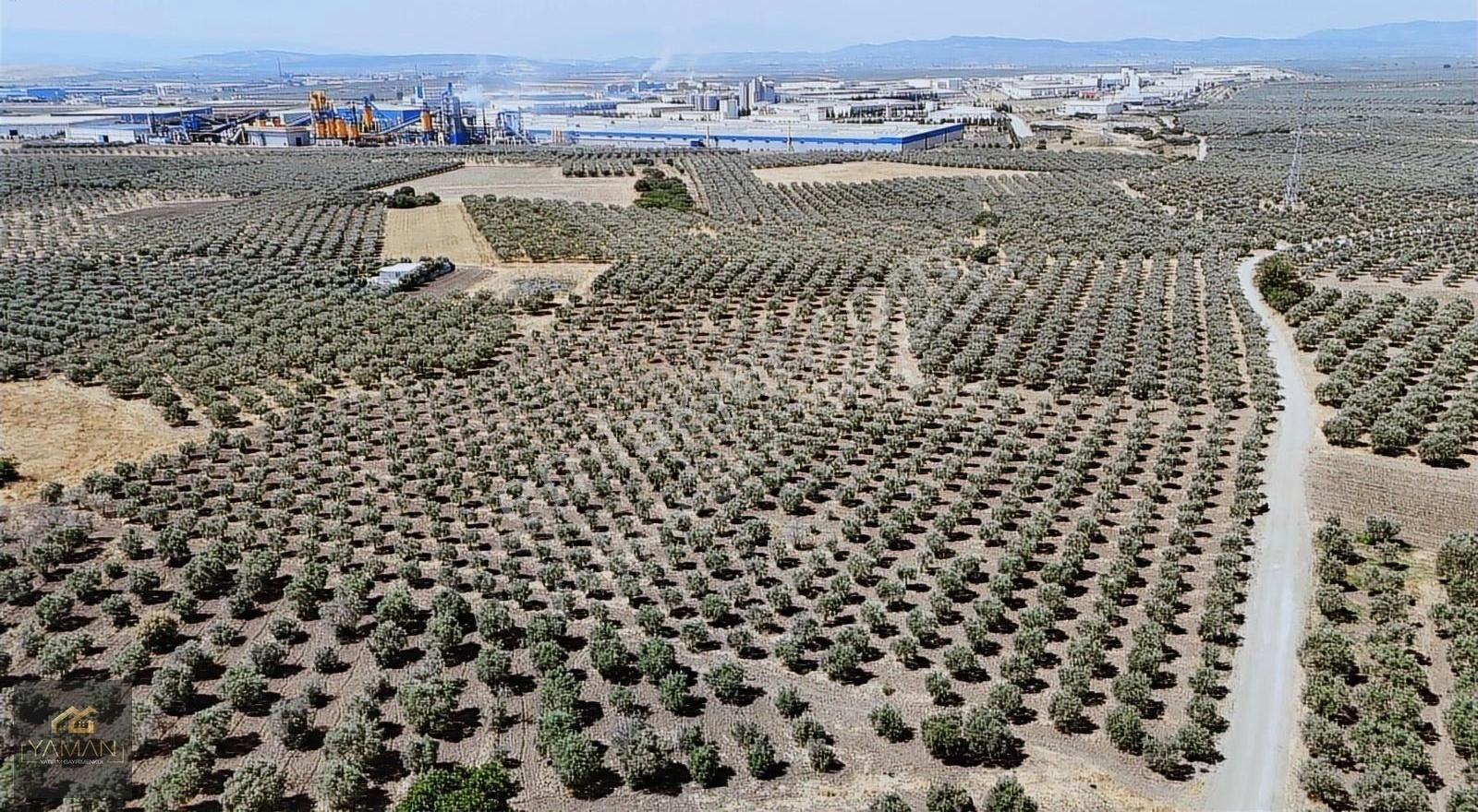 Akhisar Doğucada Osb Yanında 8.800m² Tek Tapu Verimli Zeytinlik