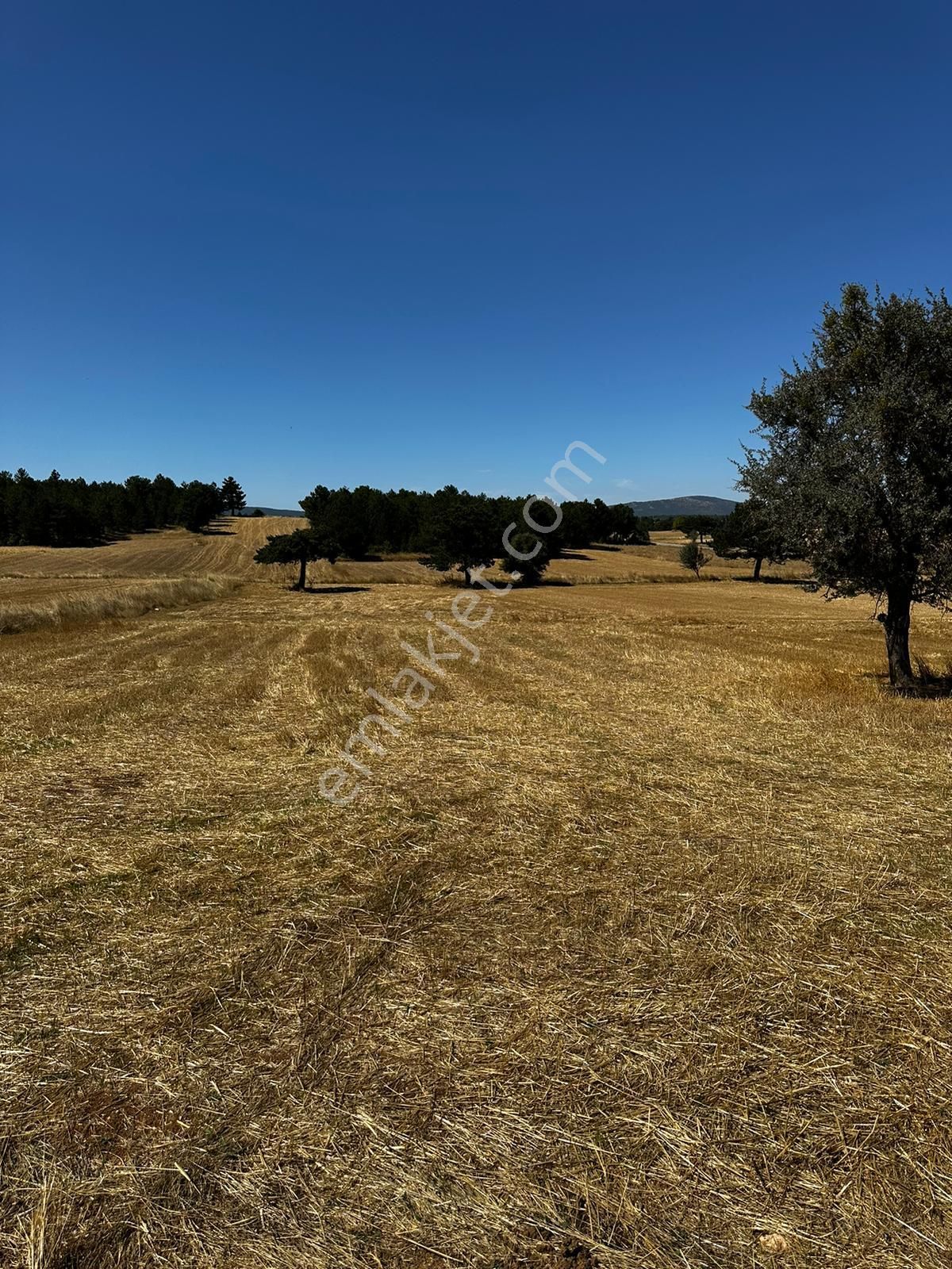 Aslanapa Aslıhanlarda 2042m2 Fırsat Arazimiz Satılıktır