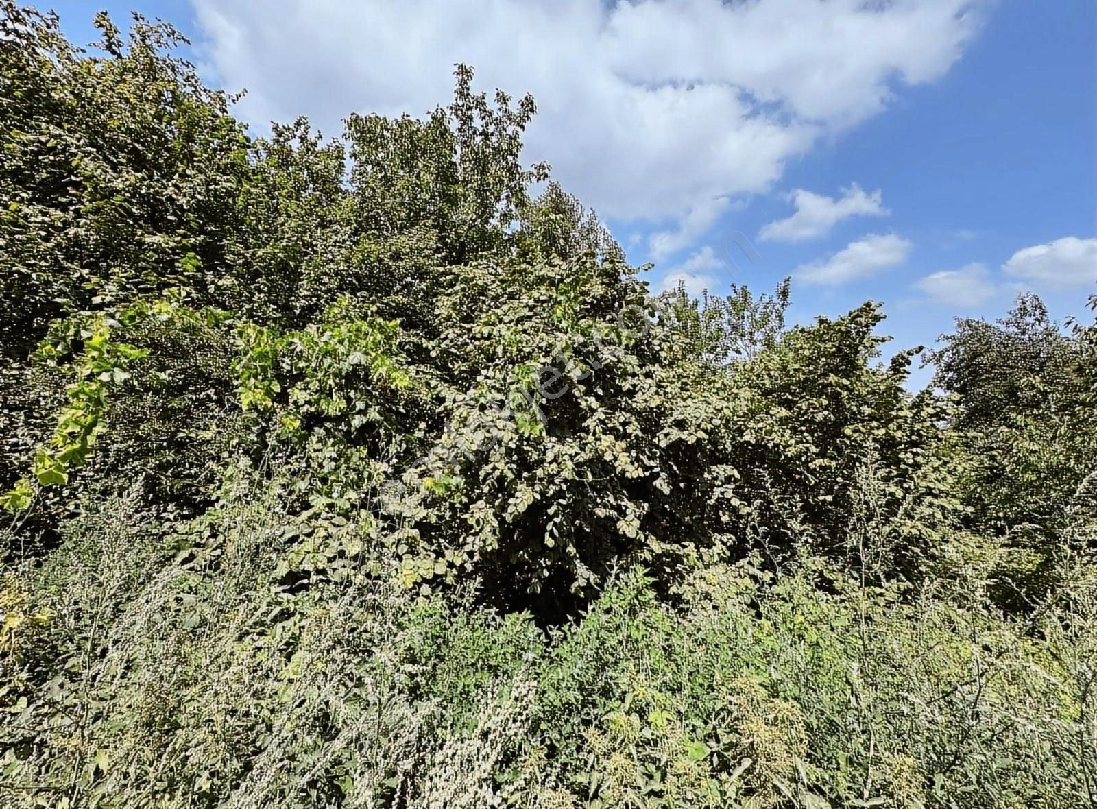 Özdemir Den Güngörende 190 M2 Bahçe