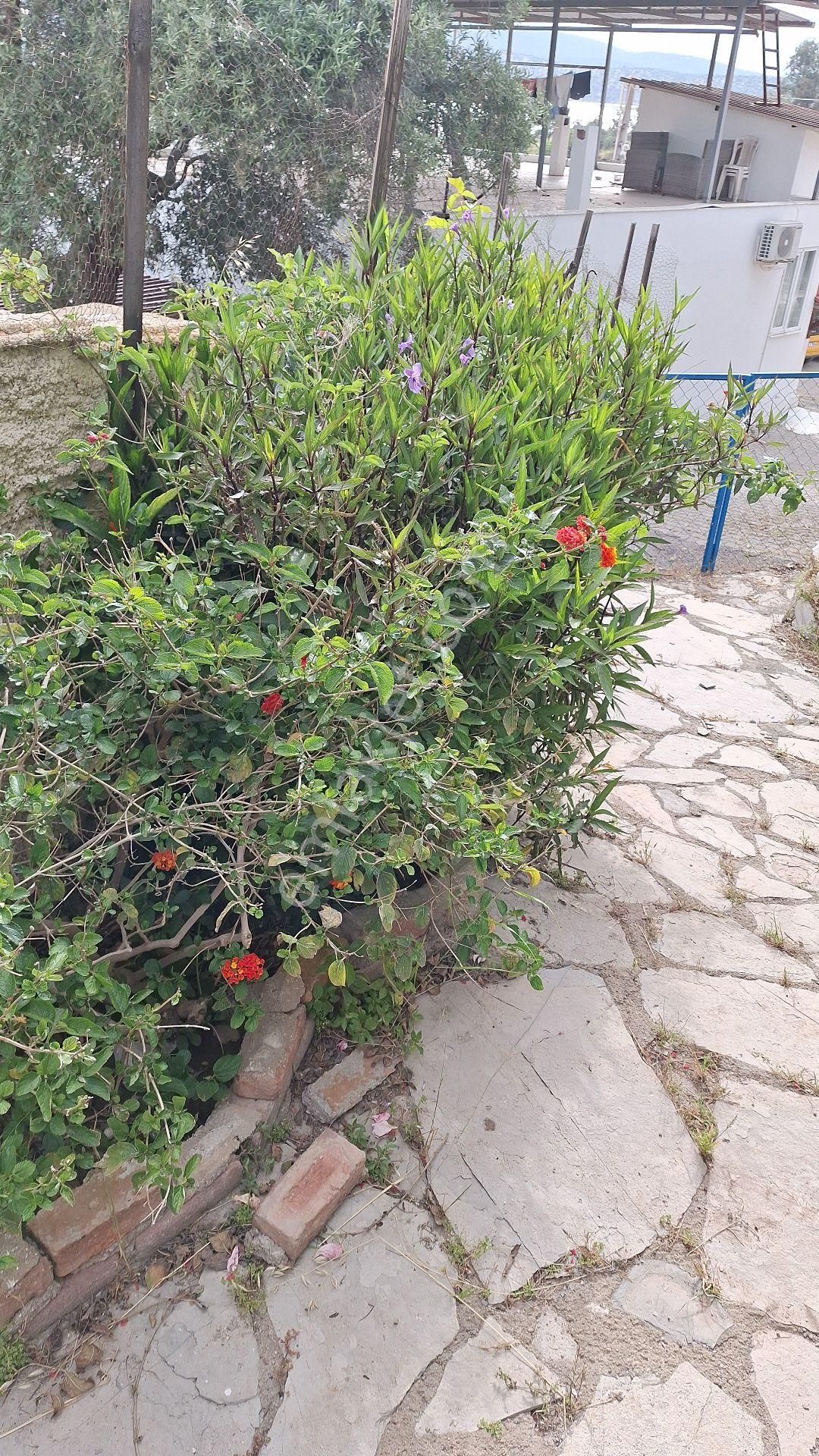 Muğla Milas Kiyikislacik Mah Müstakil Ev - Görsel 22