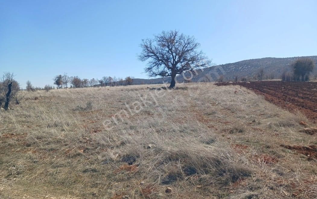 Konya Güneysınır Habiller Köyünde Kelepir Tarla Yüzüktaşı 4117m² Tarla