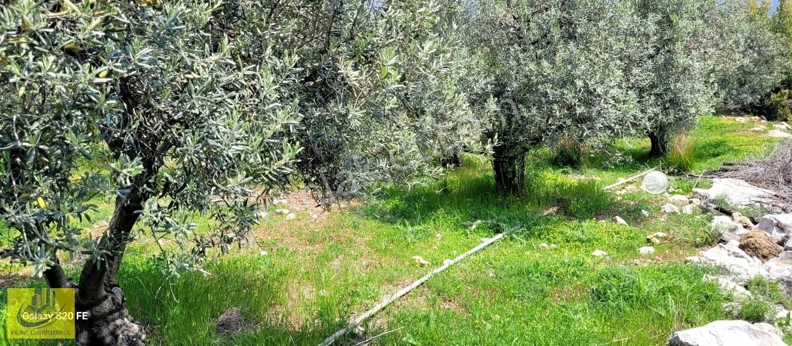 Takasa Uygun Orman Kanyon Manzaralı Bahçe - Görsel 15