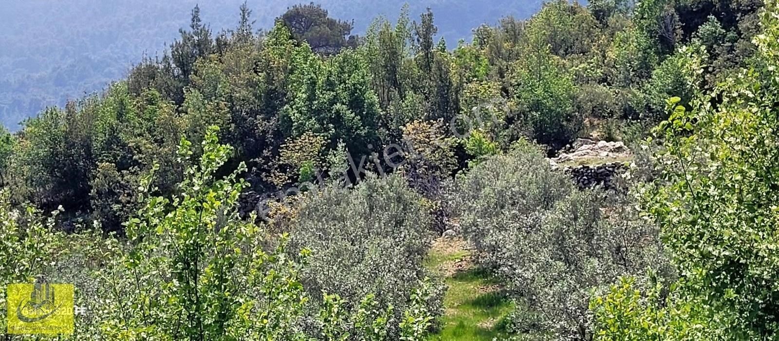 Takasa Uygun Orman Kanyon Manzaralı Bahçe - Görsel 19