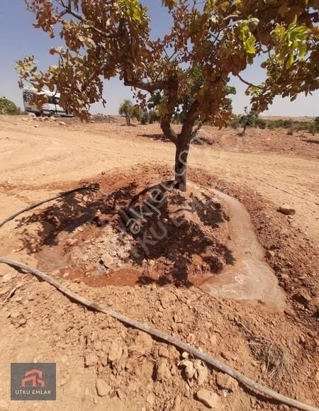 Fırsat Yatırımlık Arazi Utku Dan