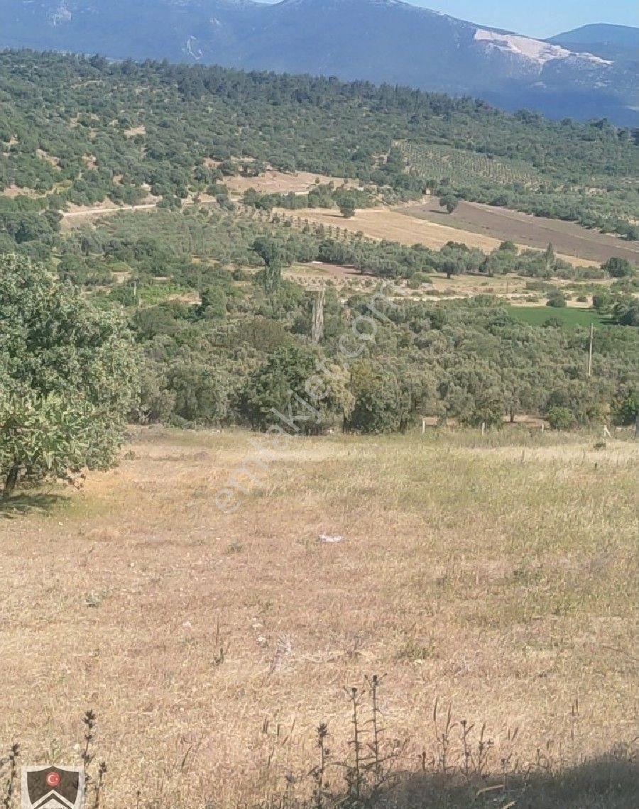 İzmir Bergama Sarıcalar Köyüm Dibinde 9300 M3 Kadastrol Yolu Olan Tarlamiz Satılıktır - Görsel 6