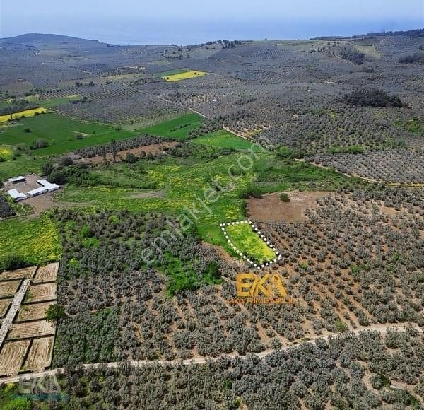 Mudanya Tirilye Halilibeyde Yola Yakın 1.499 M² Tek Tapulu Arazi