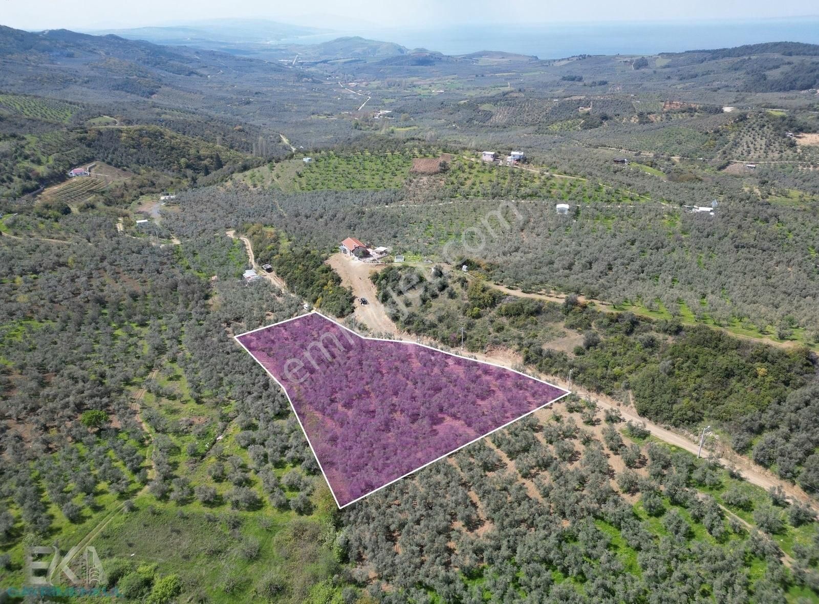 Mudanya Tirilyede Tek Tapu 3.676 M² Zeytinlik Yolu Mevcut