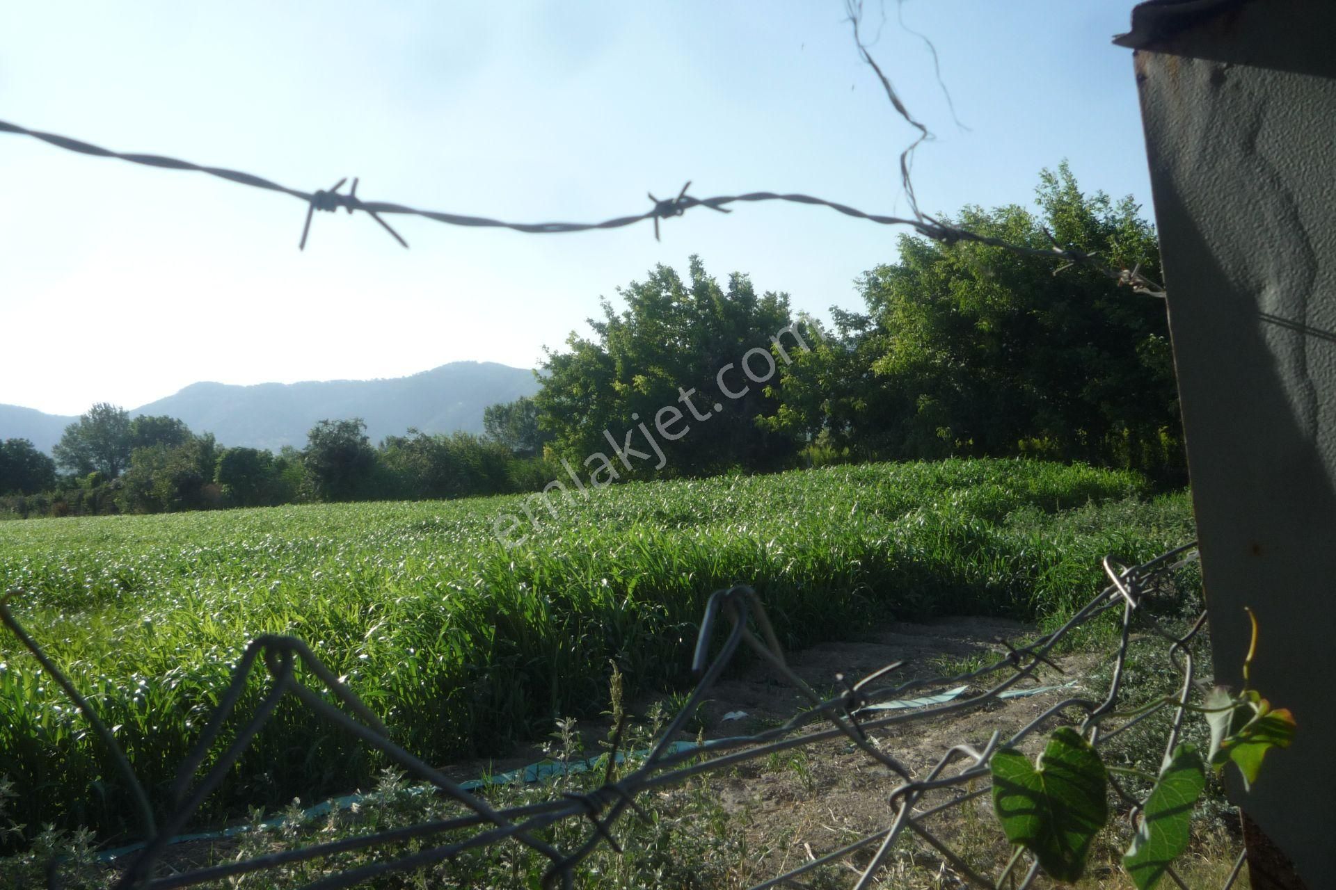 İzmir Torbalı Gold Emlaktan Bayındırda Satılık Kıymetli Tarla - Görsel 8