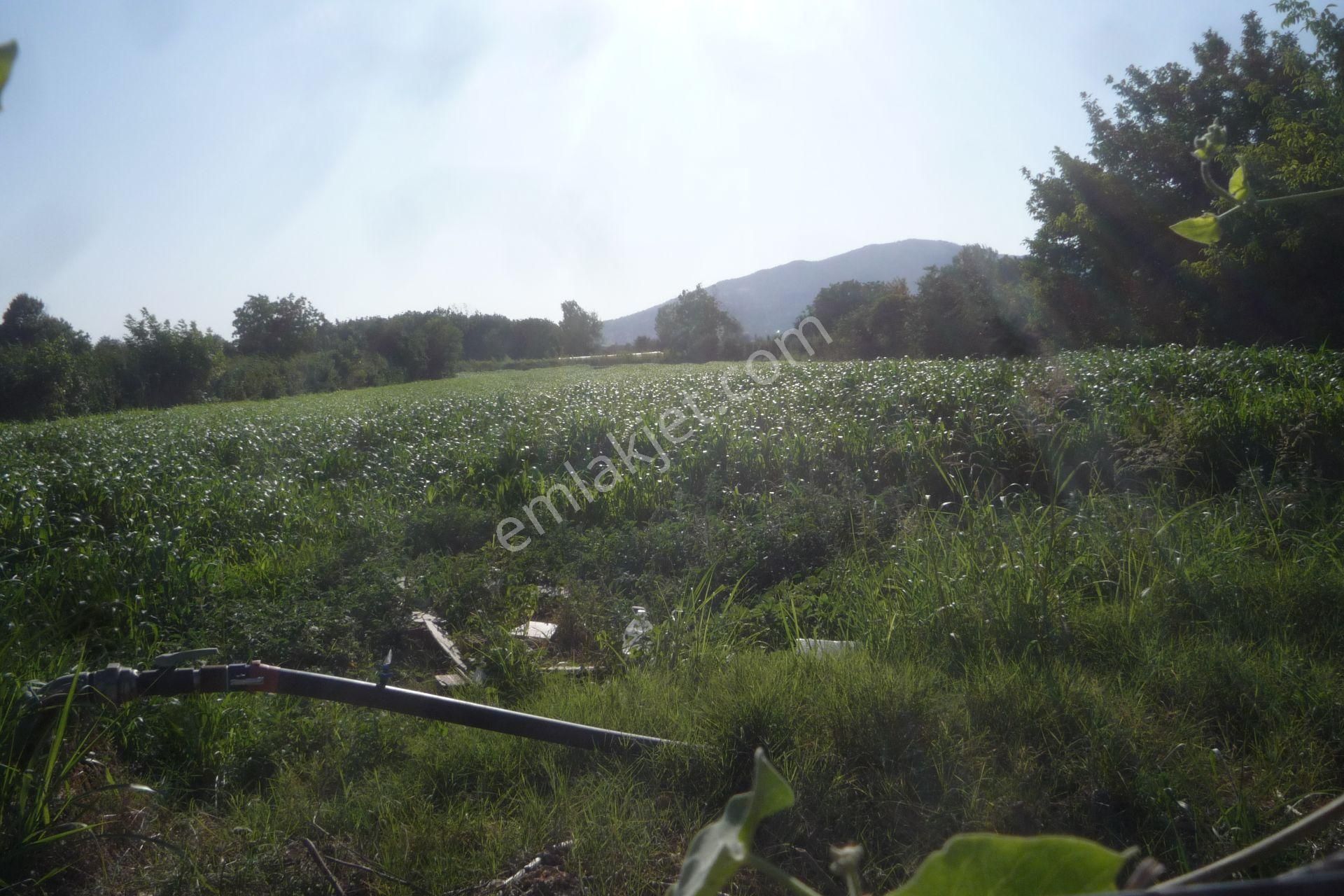 İzmir Torbalı Gold Emlaktan Bayındırda Satılık Kıymetli Tarla - Görsel 3