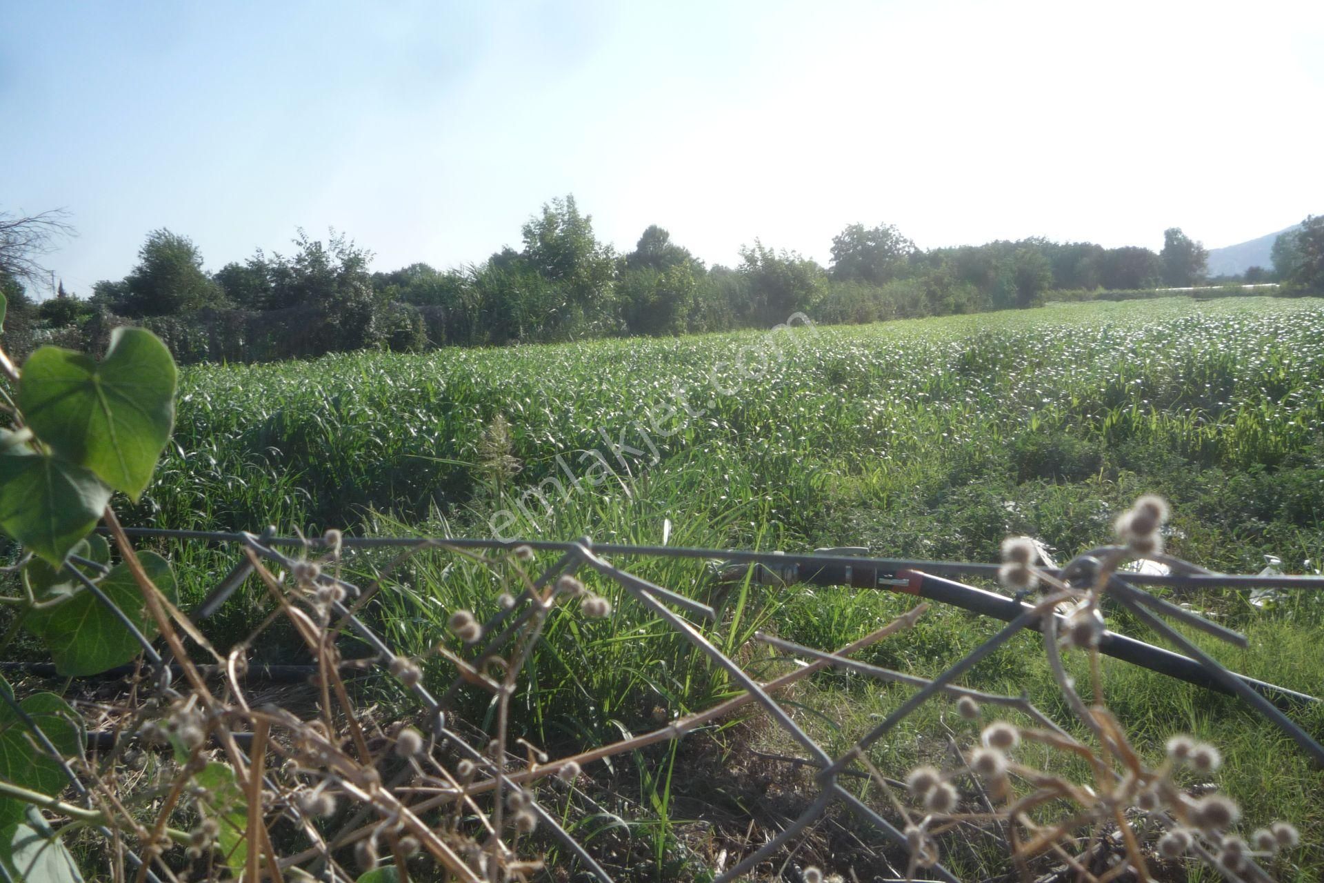 İzmir Torbalı Gold Emlaktan Bayındırda Satılık Kıymetli Tarla - Görsel 4