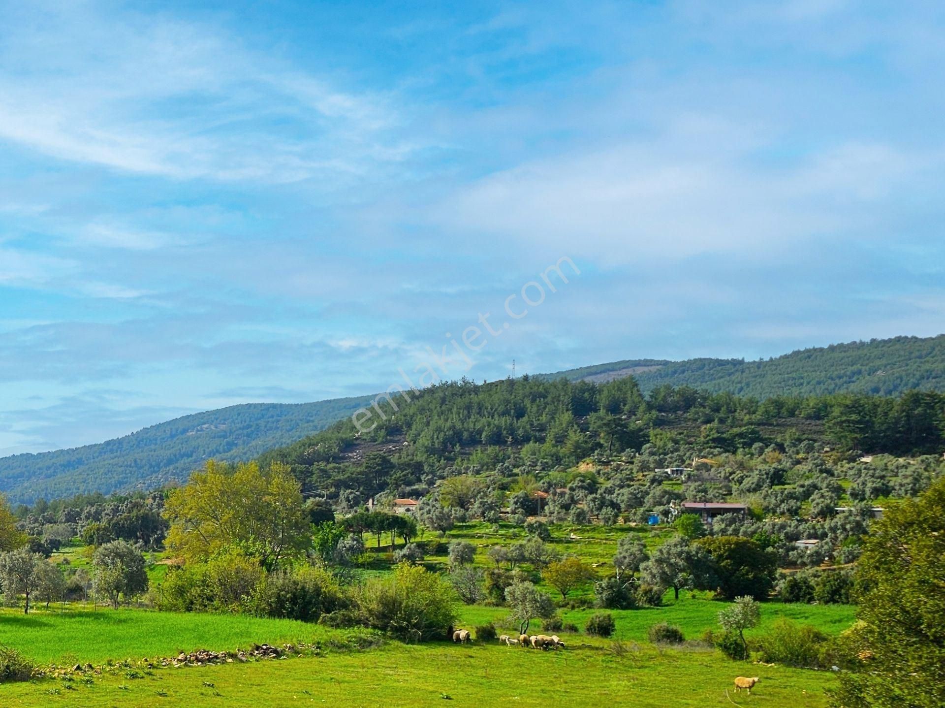 Büyük Fırsat Milas Korucukta Müstakil Villa Ve 6 Villalık Arsası - Görsel 30
