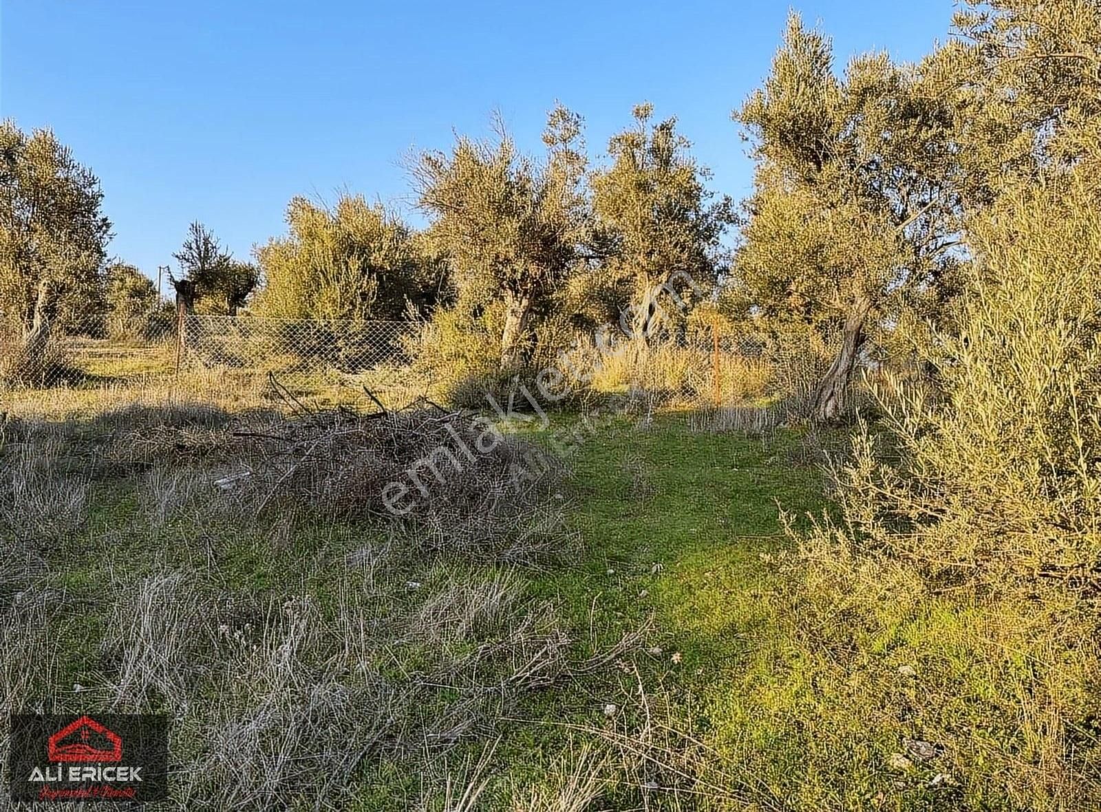 Kemalpaşa Ansızca Da Otobana 2 Km Asvalt Yol Cepheli Arsa - Görsel 3