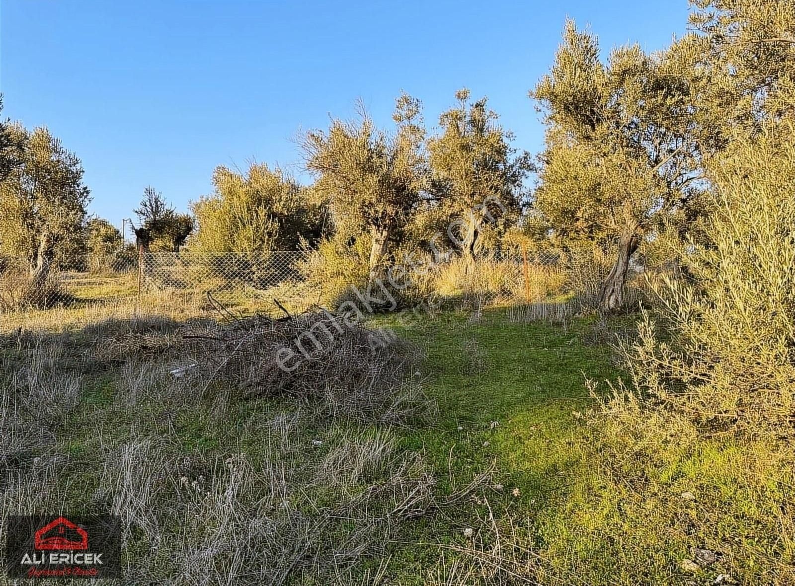 Kemalpaşa Ansızca Da Otobana 2 Km Asvalt Yol Cepheli Arsa - Görsel 16