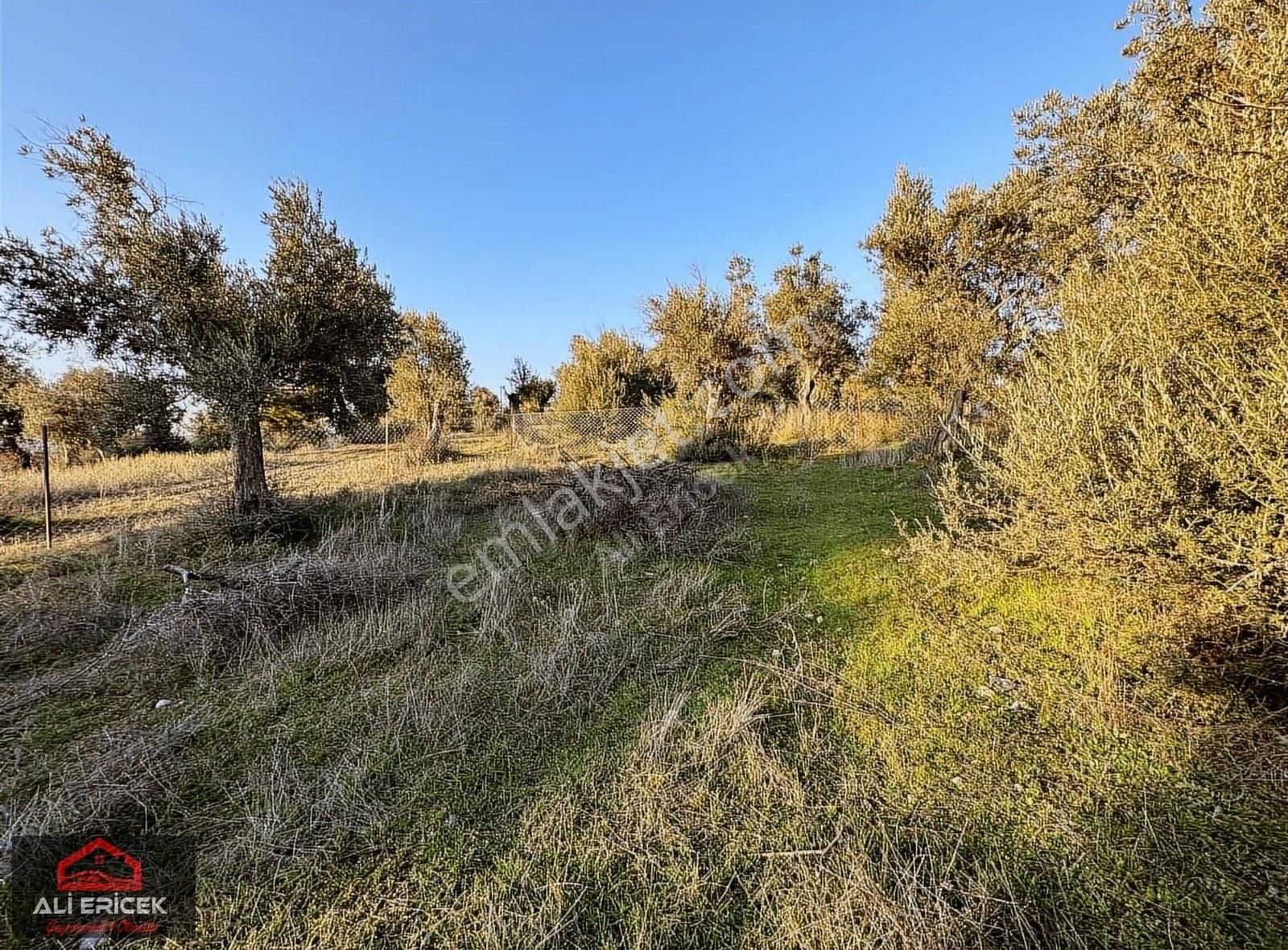Kemalpaşa Ansızca Da Otobana 2 Km Asvalt Yol Cepheli Arsa - Görsel 10