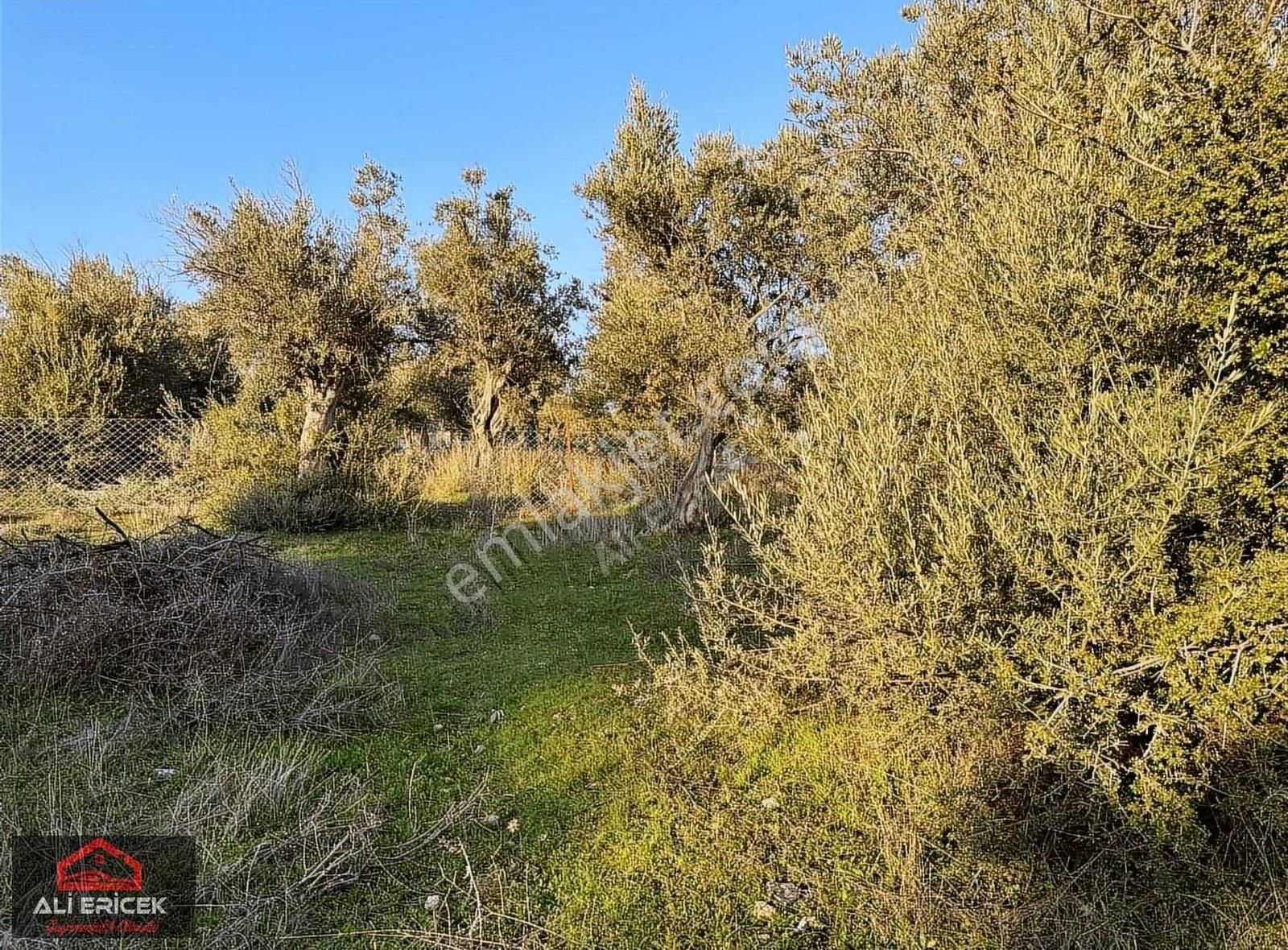 Kemalpaşa Ansızca Da Otobana 2 Km Asvalt Yol Cepheli Arsa - Görsel 27
