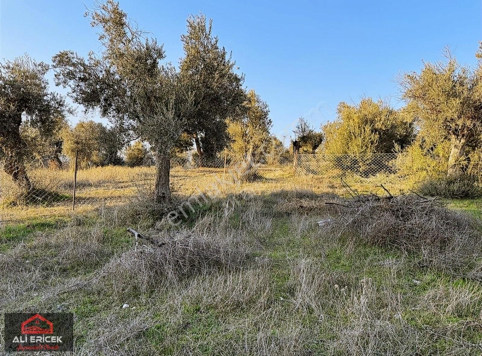 Kemalpaşa Ansızca Da Otobana 2 Km Asvalt Yol Cepheli Arsa - Görsel 28