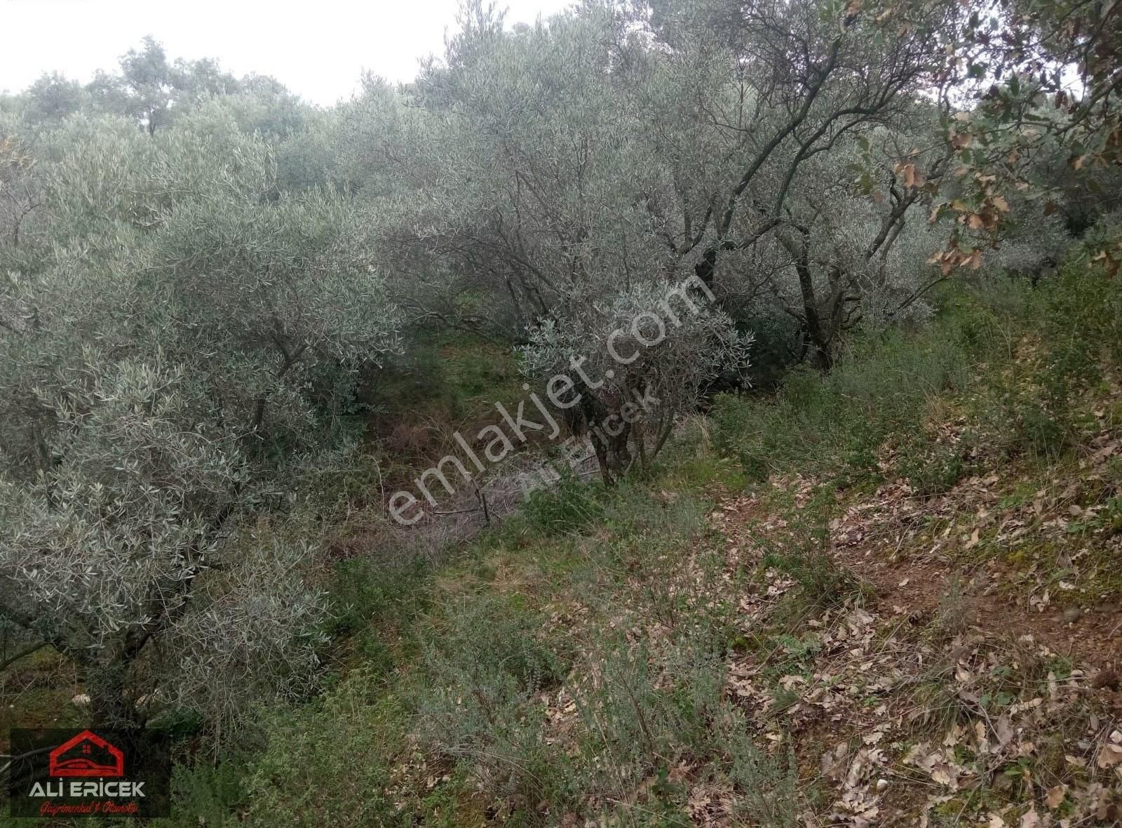 Armutlu Çolakiçi Mevkiinde Zeytinlik - Görsel 8