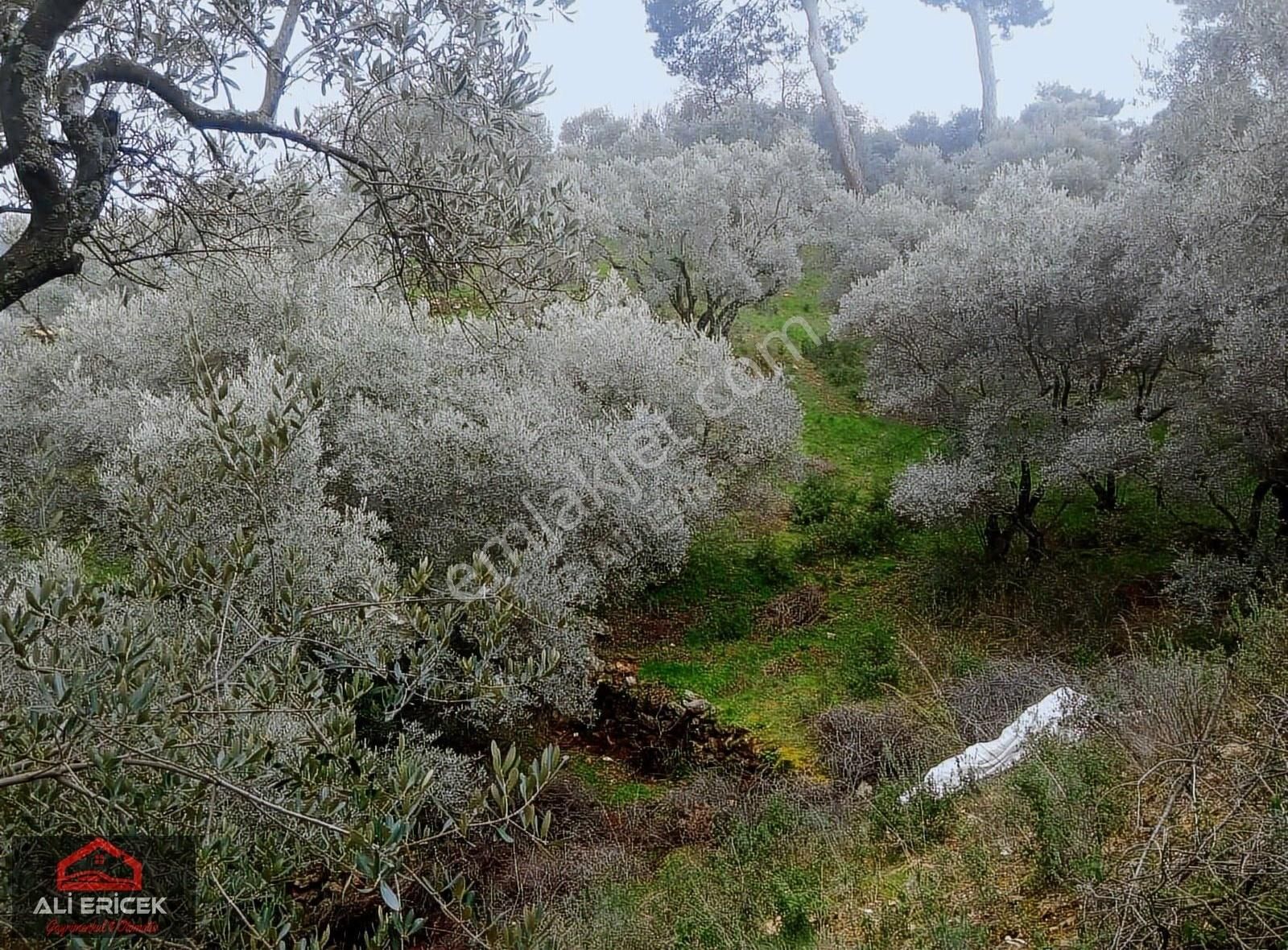 Armutlu Çolakiçi Mevkiinde Zeytinlik - Görsel 2