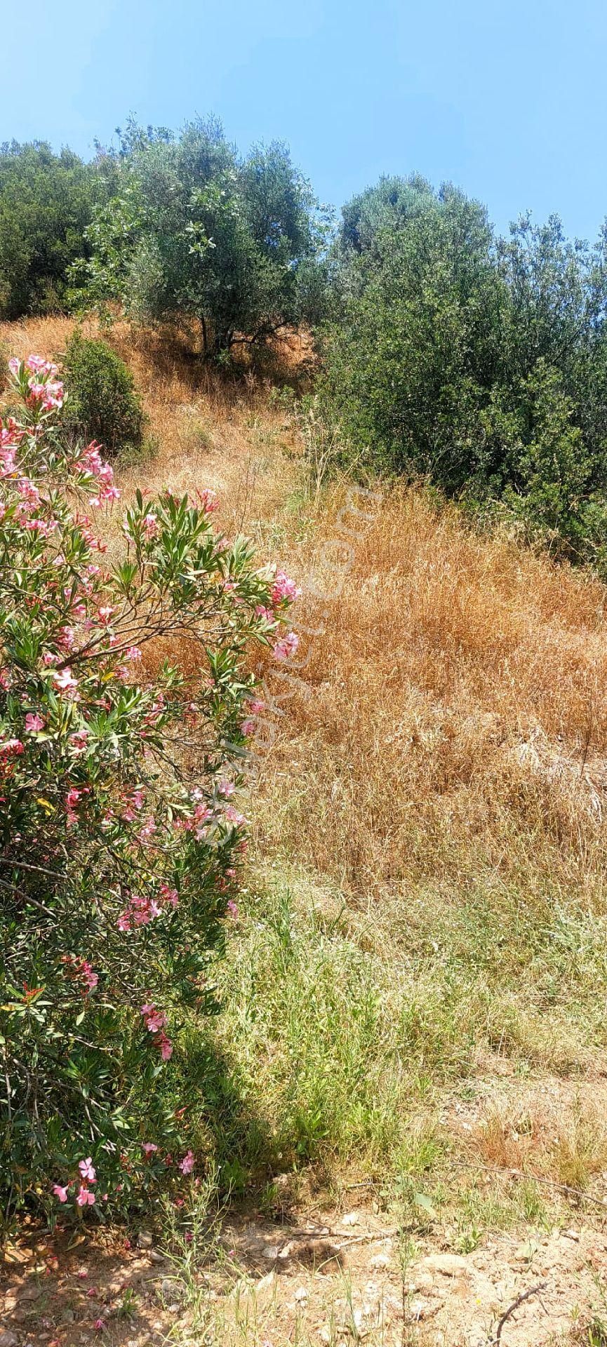 Zeytin Ve İncir Dikimine Uygun Verimli Arazi - Görsel 10