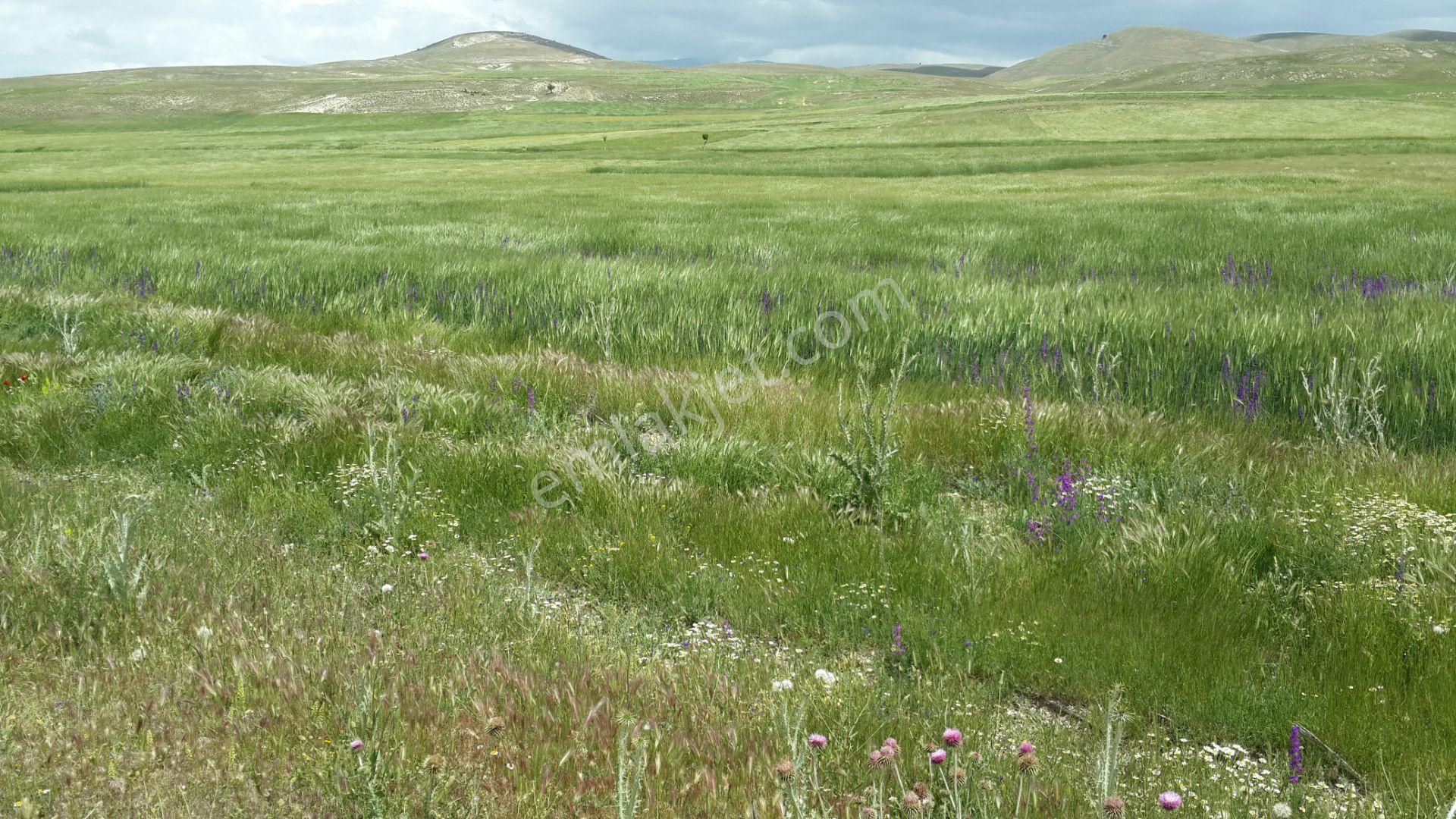 Sahibinden Satılık-5000.m2-otobana Yakın-araba Ev Takas Olur - Görsel 2