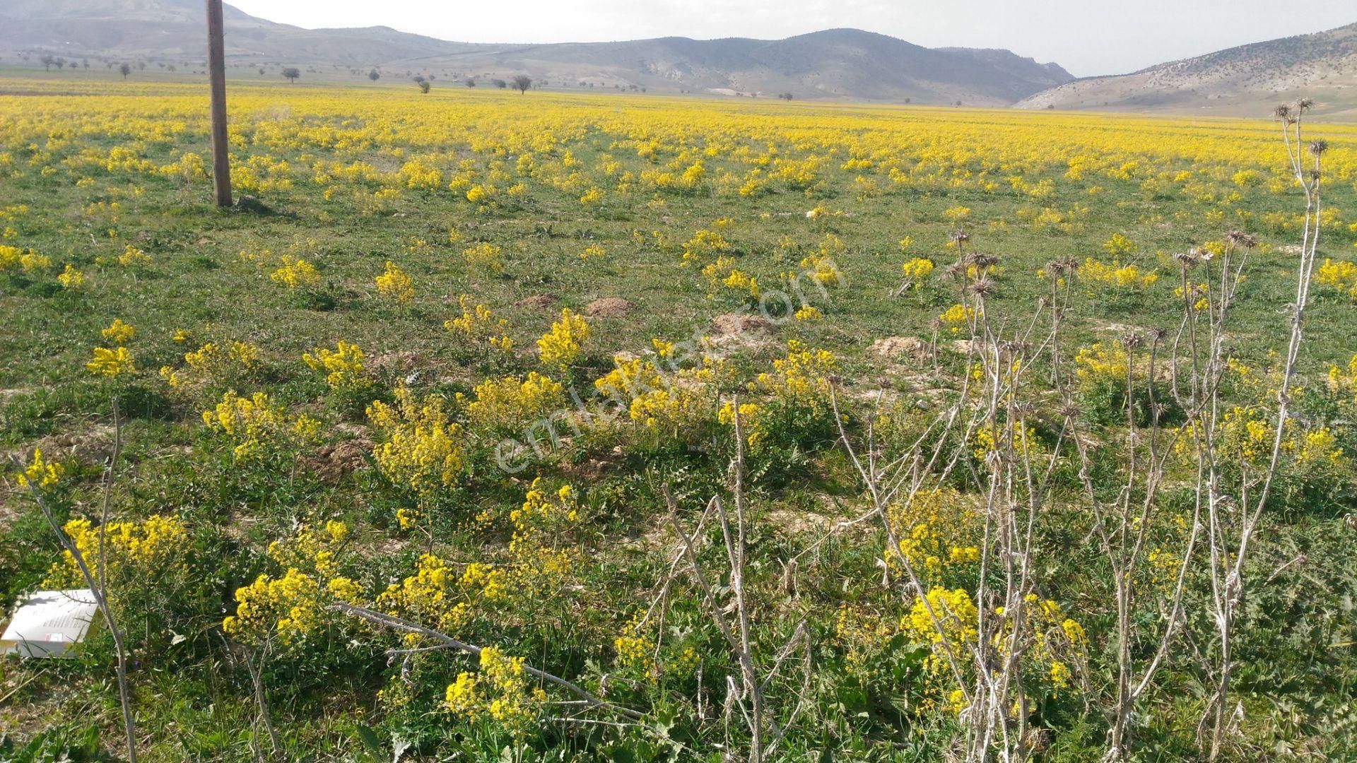 Sahibinden Satılık-5000.m2-otobana Yakın-araba Ev Takas Olur - Görsel 7