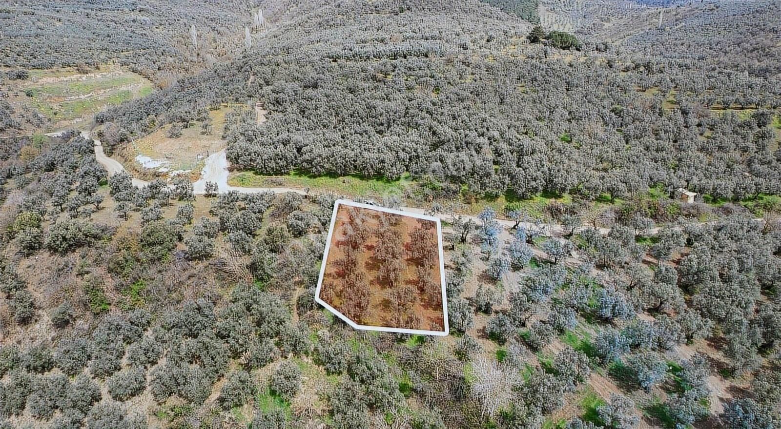 Marka Gayrımenkulden Yeniköyde Göl Manzaralı Zeytinlik