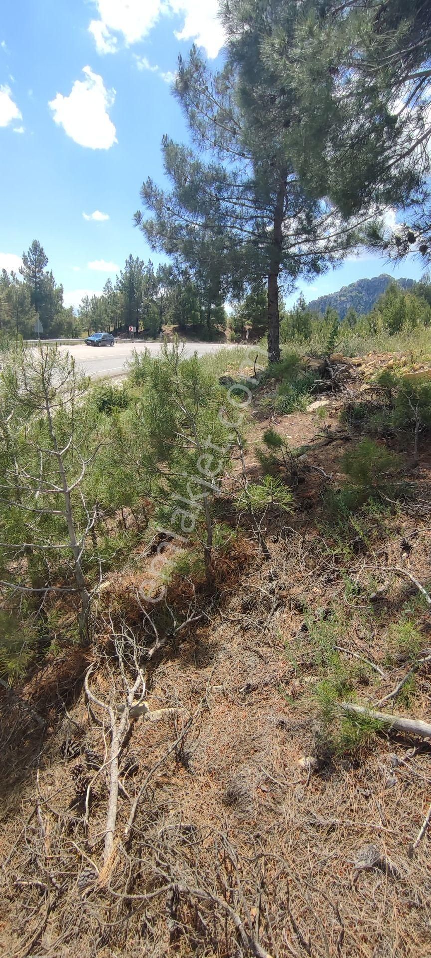Burdur Ağlasun Çamlıdere Köyü Doğa İle İç İçe Yolu Açık Satılık Arazi
