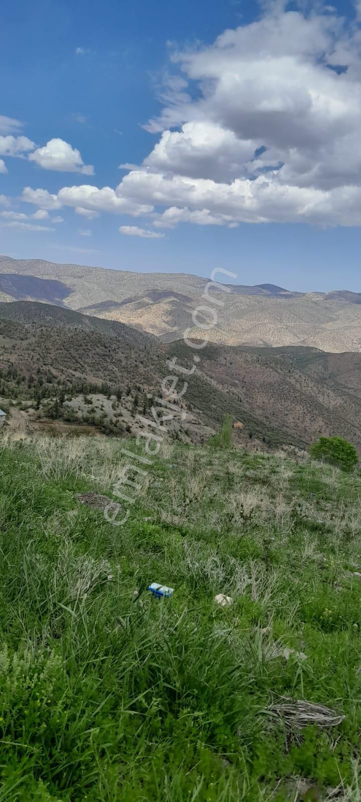 Taşkent Avşar Savcılar Köyü 13000m2 Aronya Bahçesi