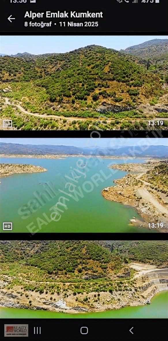 Aydın Çine Söğütçükde Fırsat Zeytinli Tarla.