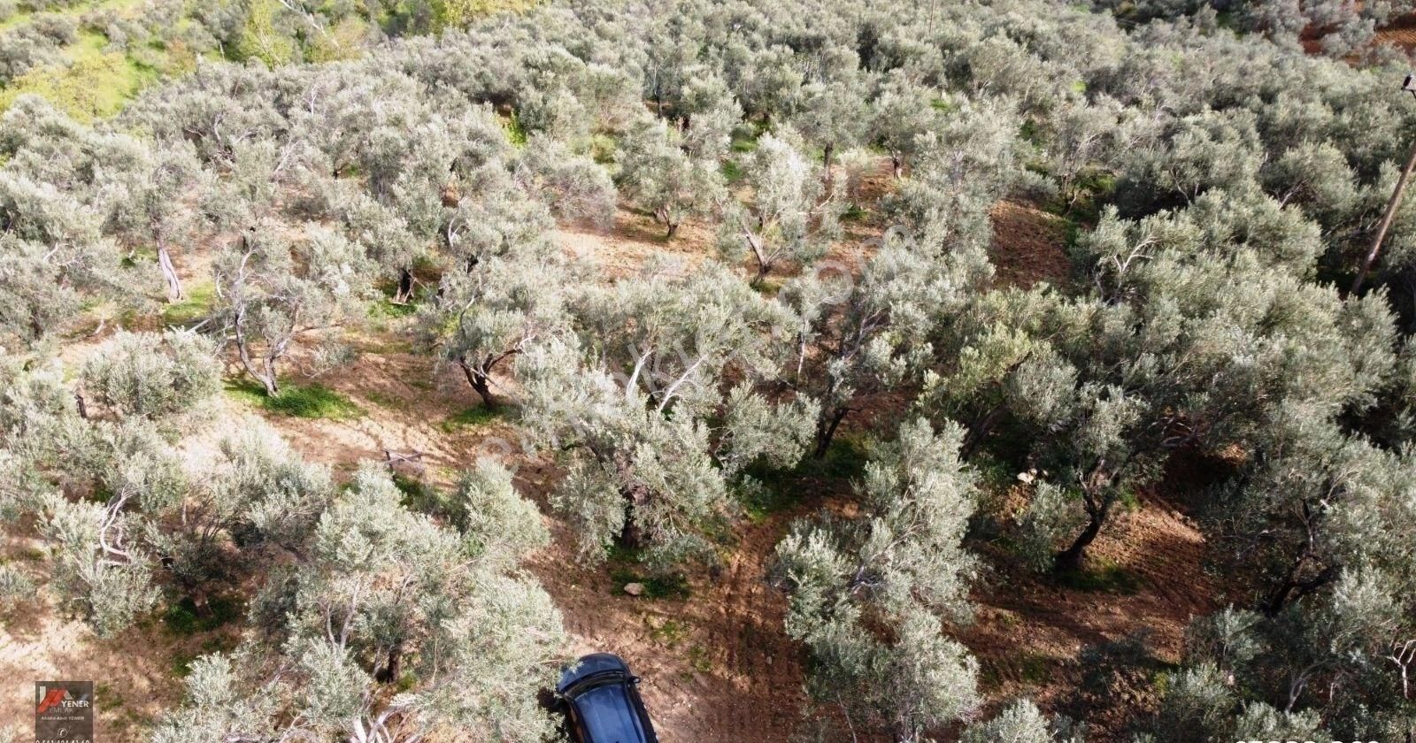 Zeytinli Üstü Pınarbaşı Mevki Yola 30mt 995m2 Müstakil Zeytinlik - Görsel 4
