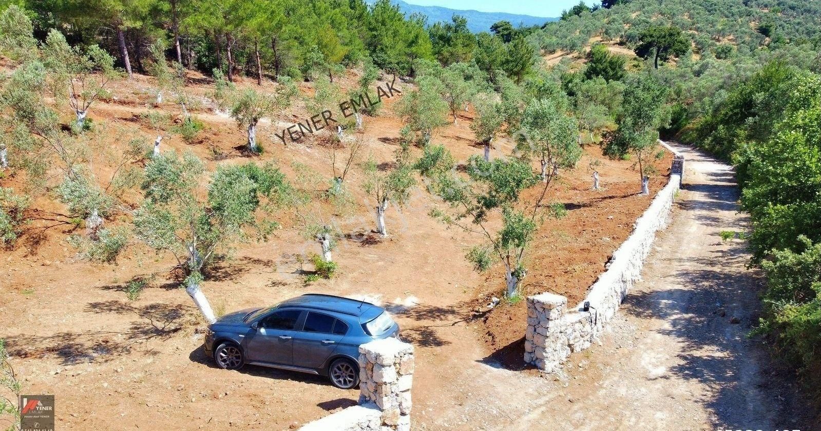 Kızılkeçli'de Köye 700mt ▒ Kadastral Yola Cephe ▒ Üstü Çam Ormanı