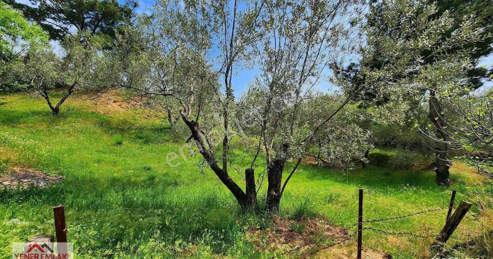 Köye 150mt, ▒ 4 Tarafı Çevrili, ▒ Kadastral Yola 130mt Cepheli ▒