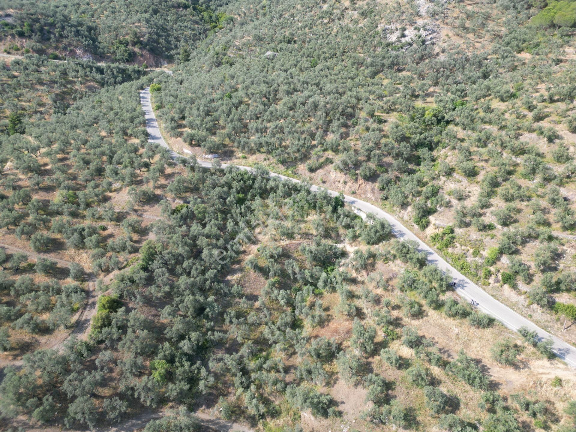 Fiyat Düştü Doyran Yoluna Cephe Deniz Manzaralı Zeytinlik - Görsel 10