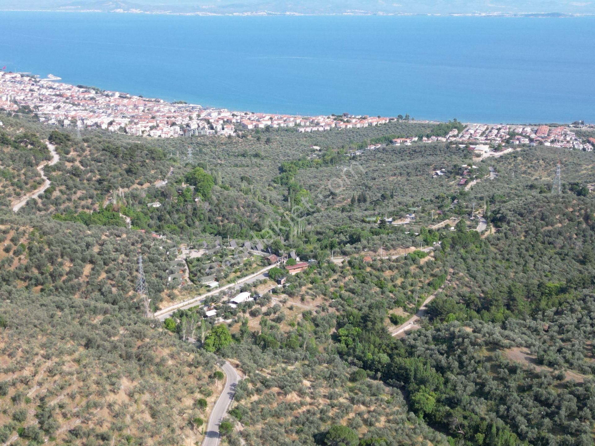 Fiyat Düştü Doyran Yoluna Cephe Deniz Manzaralı Zeytinlik - Görsel 16