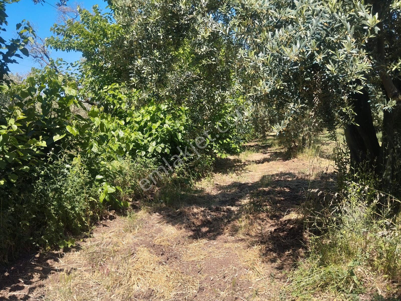 Beka Gayrimenkul Den Çakırlı Köyünde 706 M2 Bakımlı Zeytinlik - Görsel 18